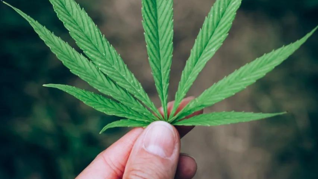 Cannabis 2024 Outlook – Still Growing Like a Weed