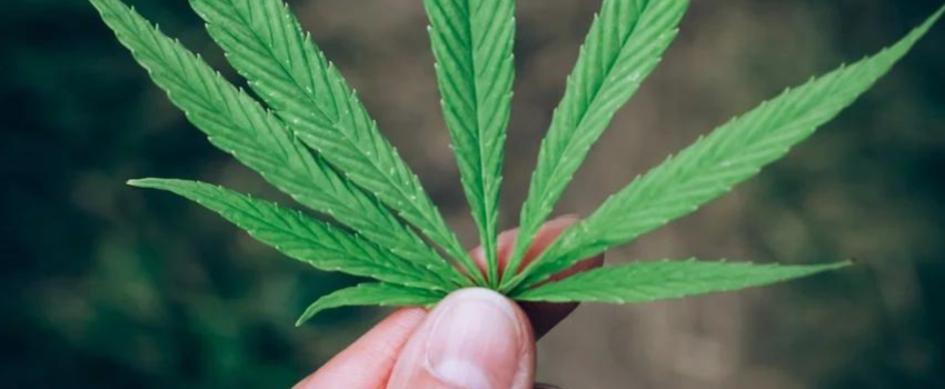 Cannabis 2024 Outlook – Still Growing Like a Weed