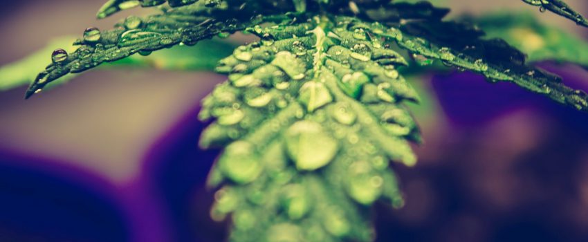 Cannabis Loans Three Things All Lenders Must Consider When Making a Cannabis Loan