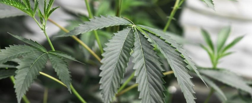 Cannabis