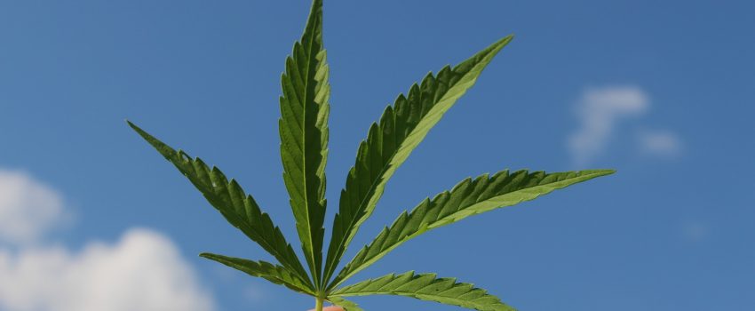 Congress Votes to Bar Federal Government Intervention Into State Cannabis Legislation