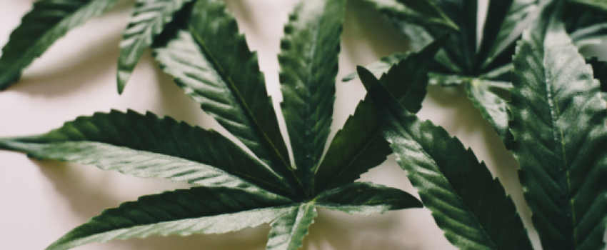 Legal Ramifications of Cannabis Lending