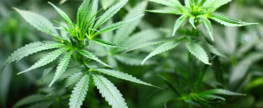 Lenders Beginning to Open Up Capital for Cannabis Businesses