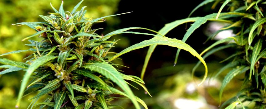 The Impact of Cannabis Legalization on U.S. Real Estate