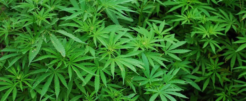 DBO Issues New Questionnaire to Assist Banks’ Marijuana Pilot Programs