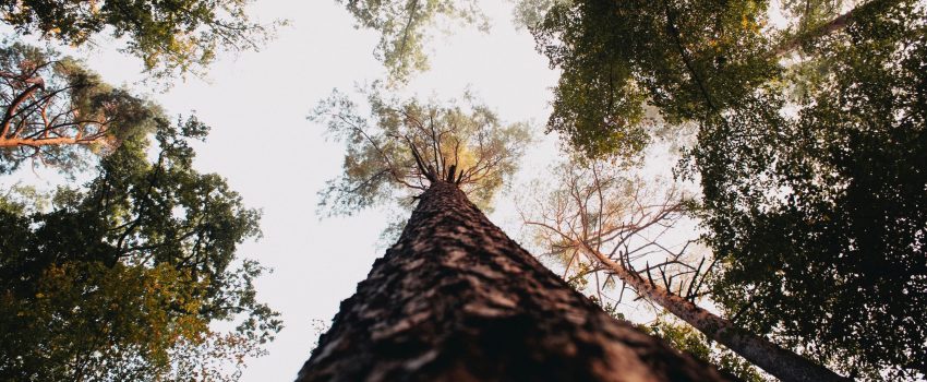 markus-spiske-reIRb5pAo5k-unsplash